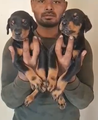 Buy Male Doberman Puppy from Jaipur
